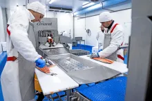 Bidfood | balírna čerstvých ryb