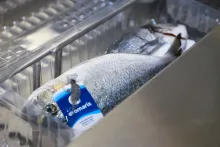 Bidfood | balírna čerstvých ryb