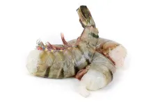 Krevety tygří | HLSO – ocasy nevyloupané | syrové