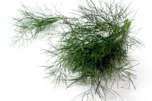 Nowaco | zmrazený kopr | 426090