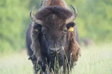 20 let masa Gurmet | Bizoní maso z České Kanady