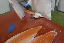 Bidfood Kralupy – čerstvé ryby | ruční filetování lososa