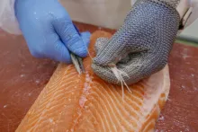 Bidfood Kralupy – čerstvé ryby | ruční vykosťování lososa