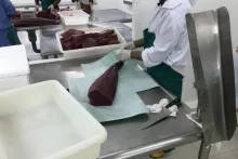 Čerstvý tuňák z Malediv | balení