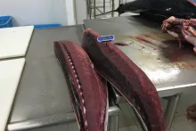 Čerstvý tuňák z Malediv | kontrola teploty