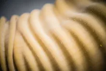 De Angelis | čerstvé chlazené těstoviny – výroba