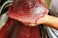 Fresh Fish Service | tuňák žlutoploutvý (yellowfin)