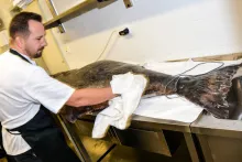 Fresh Fish Service | Halibut atlantický