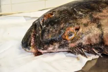 Fresh Fish Service | Halibut atlantický