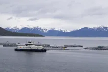 Losos obecný, Norsko – farma