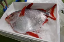 Fresh Fish Service | Moonfish