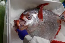 Fresh Fish Service | Moonfish