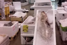 Návštěva rybího trhu Rungis