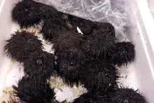 Návštěva rybího trhu Rungis