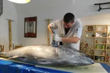 Fresh Fish Service a Yoshihashi sushi | tuňák modroploutvý (bluefin tuna) 108 kg
