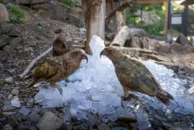 Kostkový led u papoušků nestory kea | Foto: Oliver Le Que, Zoo Praha