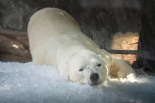 Tři tuny kostek ledu u ledních medvědů | Foto: Oliver Le Que, Zoo Praha