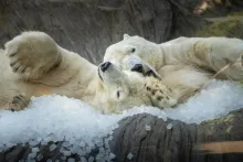 Tři tuny kostek ledu u ledních medvědů | Foto: Oliver Le Que, Zoo Praha
