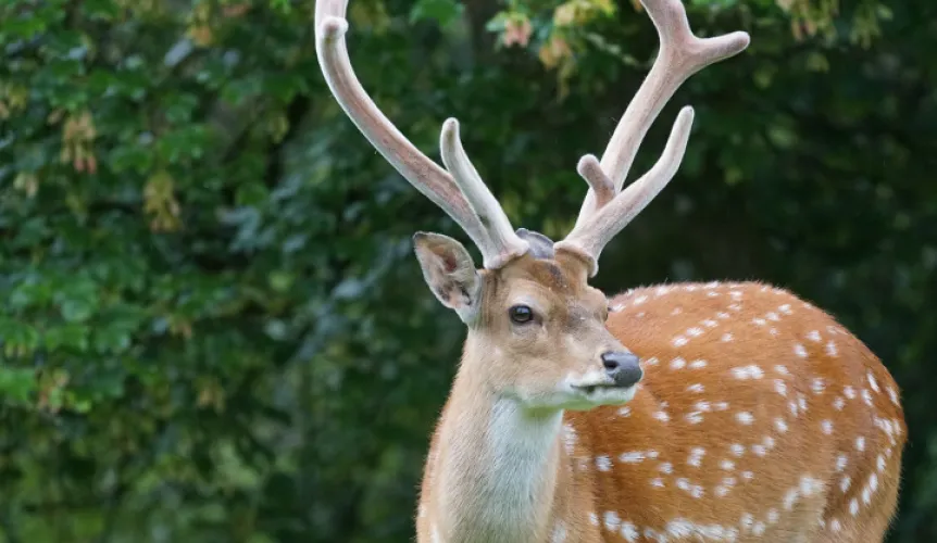 Zvěřina Petron | Jelen sika