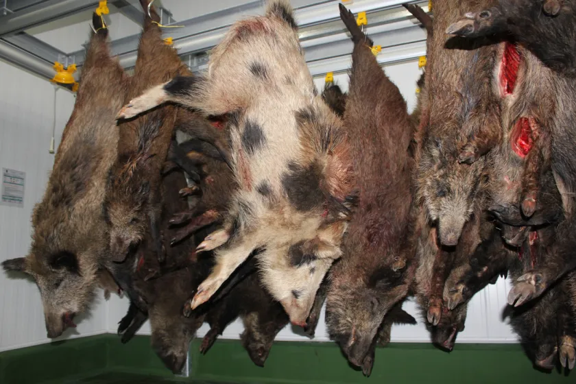 30 let s Vámi: 2012 | vybudování zpracovny zvěřiny Petron