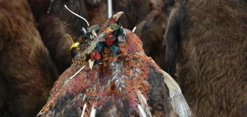 Zvěřina Petron 1 | Legální výkup zvěře zaručuje kvalitní zvěřinu