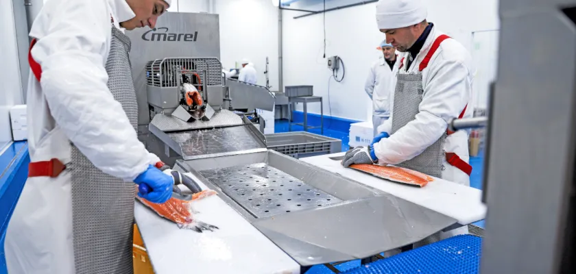 Čerstvé ryby v ostrém provozu