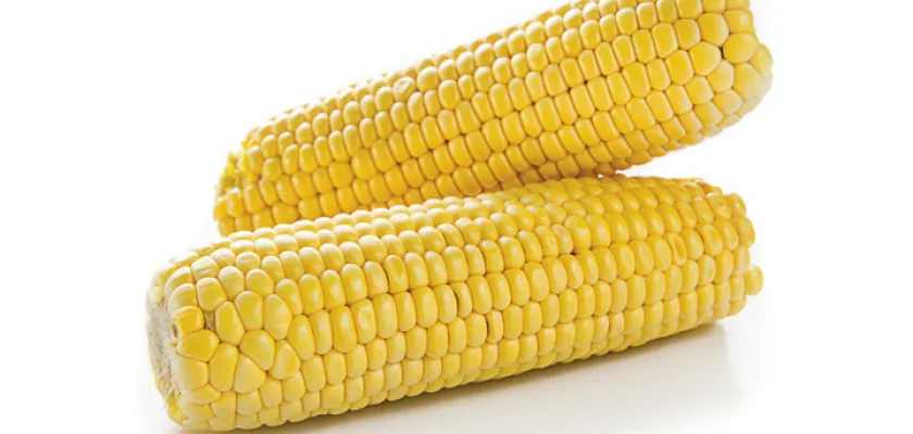 Víte, že... kukuřice klasy