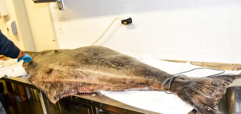 Dvoumetrový halibut z Norského moře