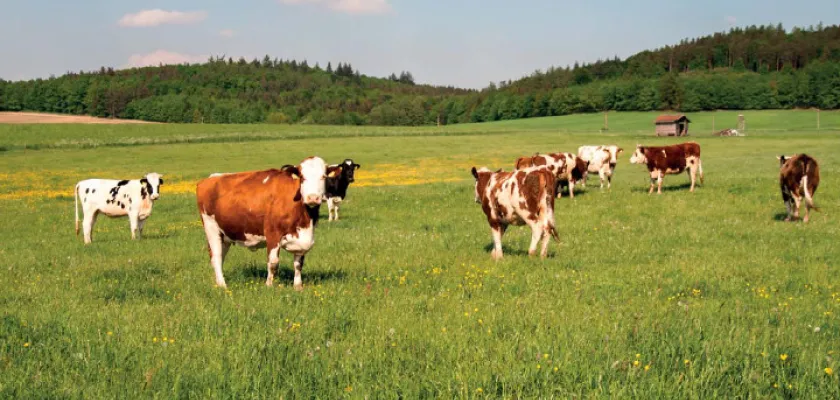 Maso, jeho dělení a použití 2 | Hovězí maso