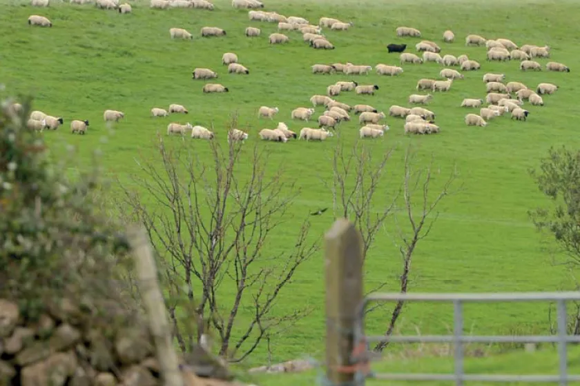 Deset důvodů proč jíst jehněčí maso