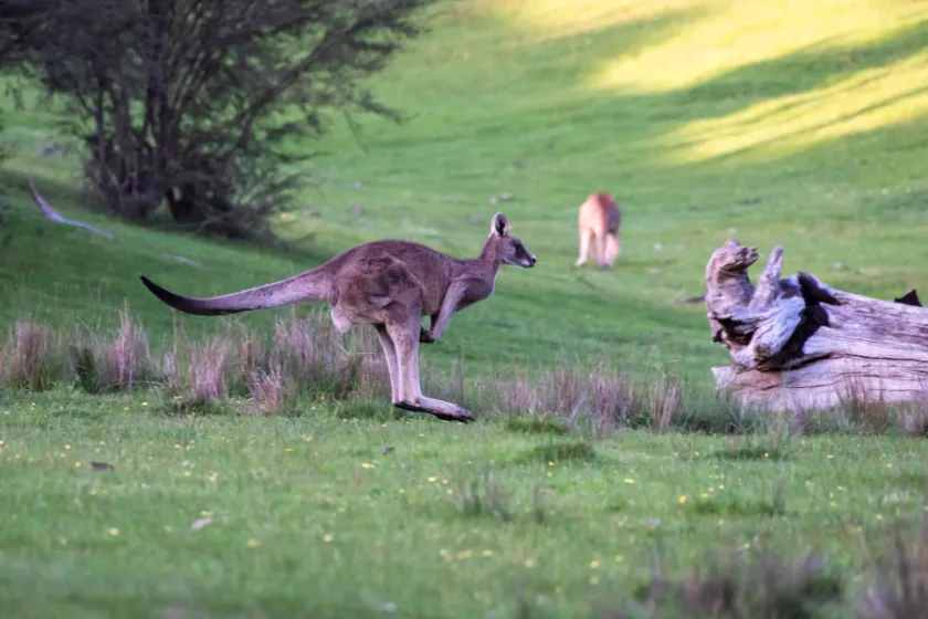 Klokaní maso z australské buše