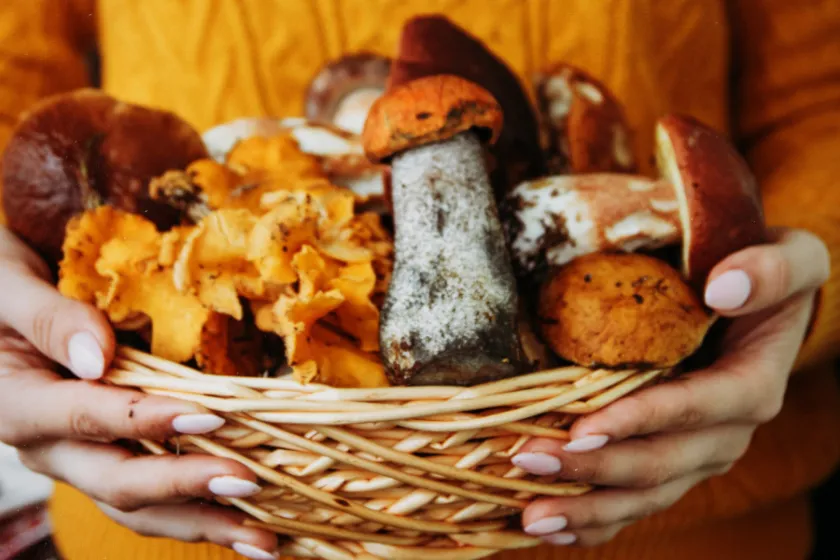 Víte, že... směsi lesních hub