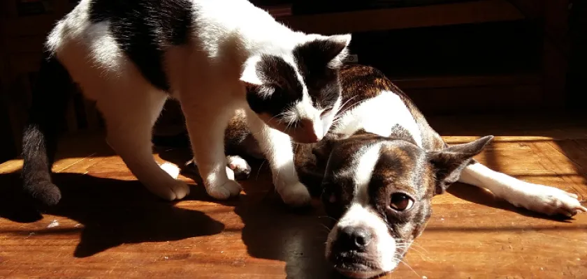 Konzervy pro psy a kočky Chejn