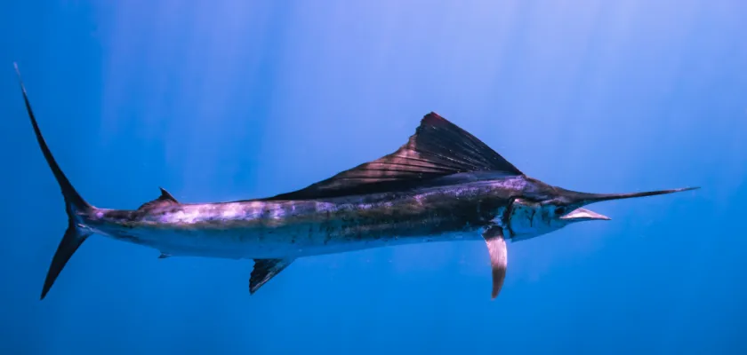 Plachetník – nejrychlejší ryba na světě