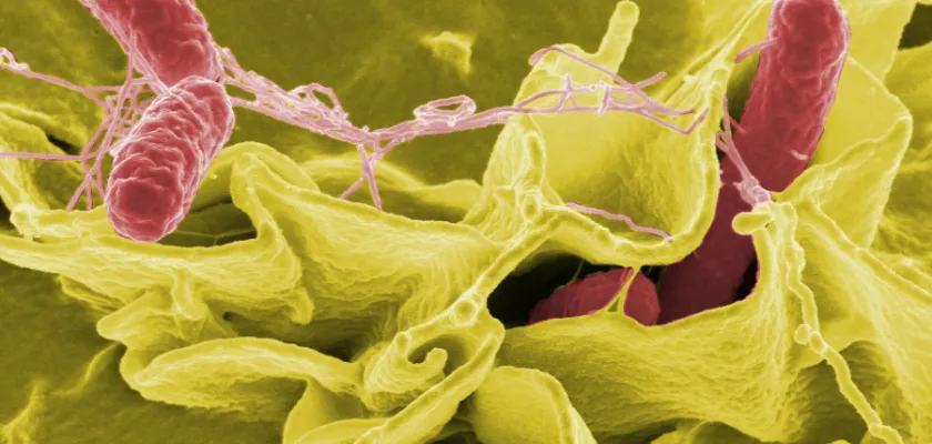 Nákup, import a prodej chlazené drůbeže