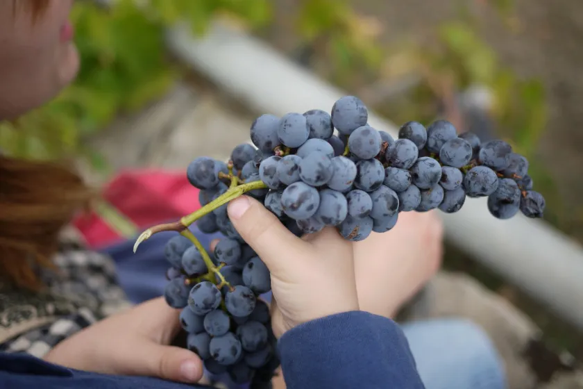 Italská vína | Sopečná sicilská vína