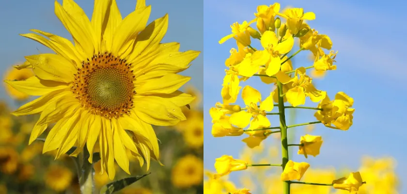 Jaký rostlinný olej vybrat na smažení, fritování nebo studenou kuchyni