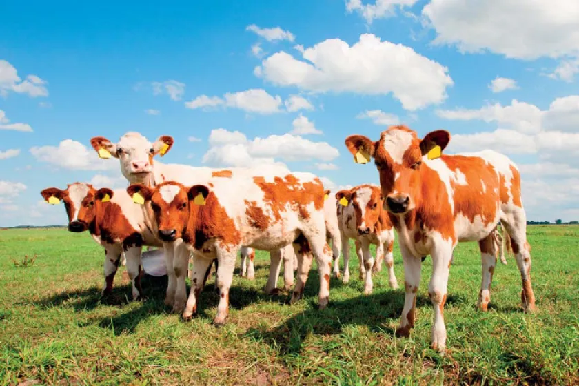 Maso, jeho dělení a použití 5 | Telecí maso