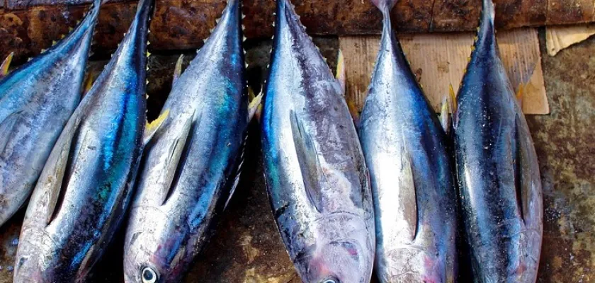 Čerstvá ryba týdne: Tuňák žlutoploutvý