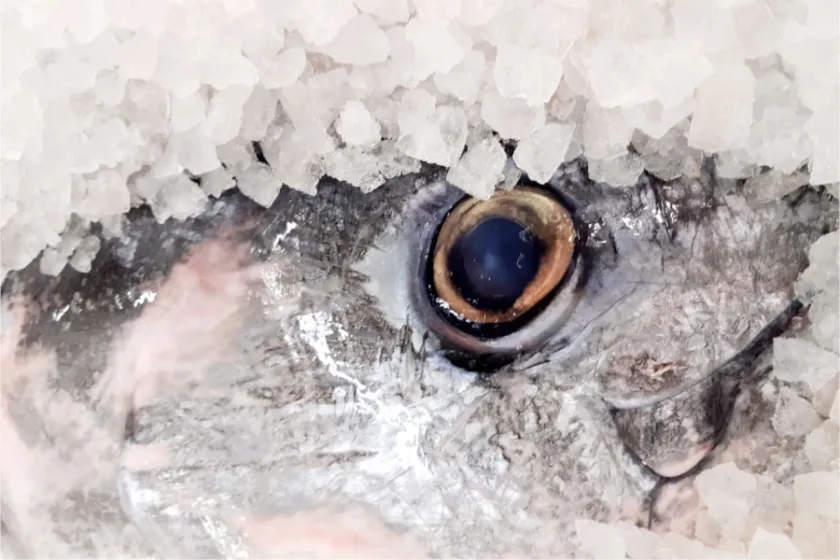 Fresh Fish Service dodává extra úlovky