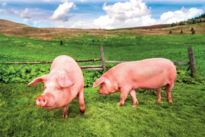 Maso, jeho dělení a použití 1 | Vepřové maso