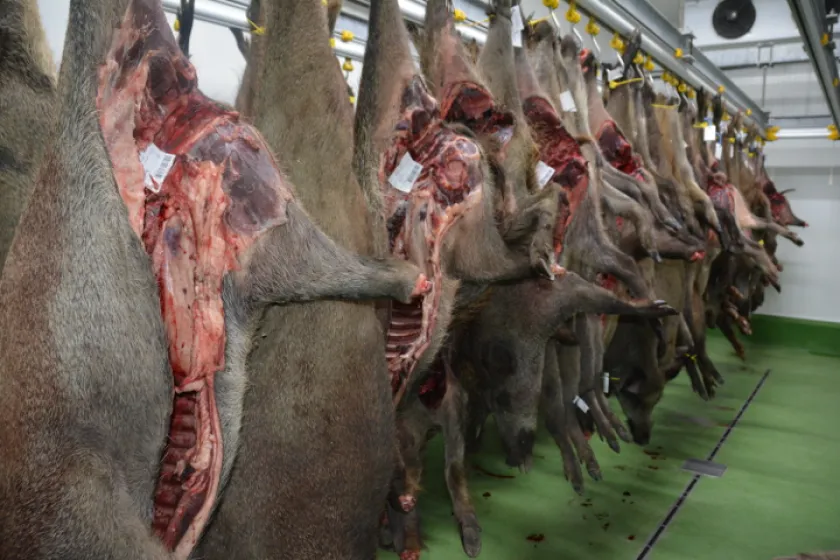 Afrického moru prasat se Petron nebojí