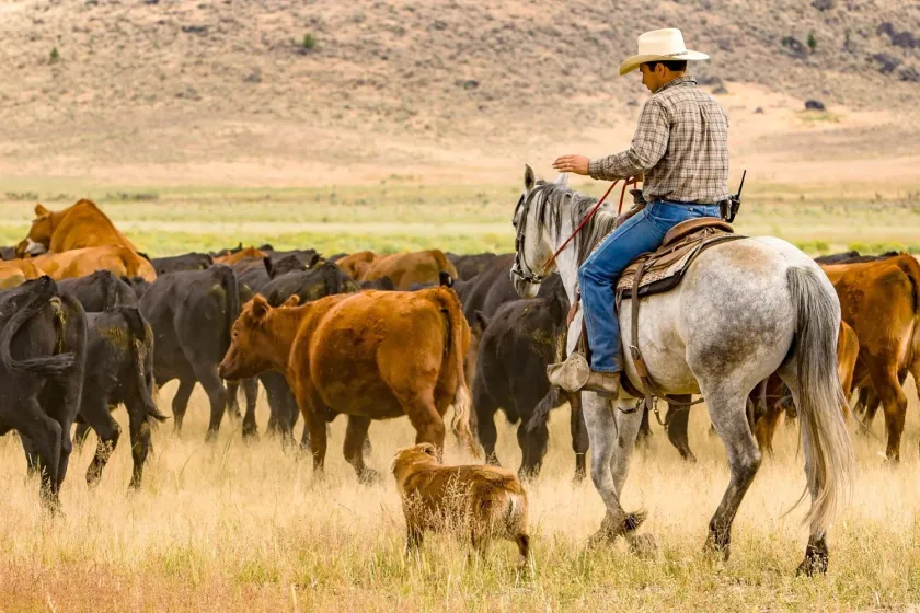 U.S.Beef
