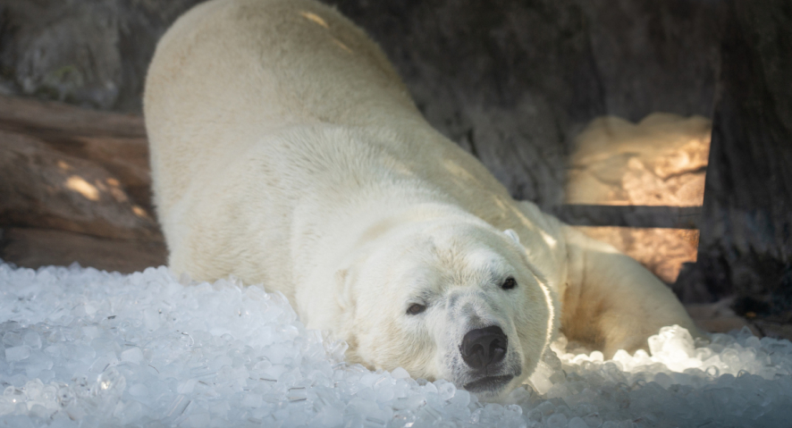 Kostkový led s ledním medvědem | Foto: Oliver Le Que, Zoo Praha
