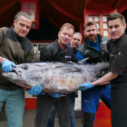 Sakura sushi & steak, Mělník | tuňák obecný neboli modroploutvý (bluefin)