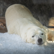 Kostkový led s ledním medvědem | Foto: Oliver Le Que, Zoo Praha
