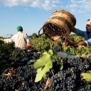 Primitivo a Negroamaro z regionu Puglia