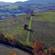 Lambrusco | Emilia - Romagna