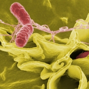 Bakterie salmonela