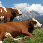 Bio hovězí maso z rakouských pastvin